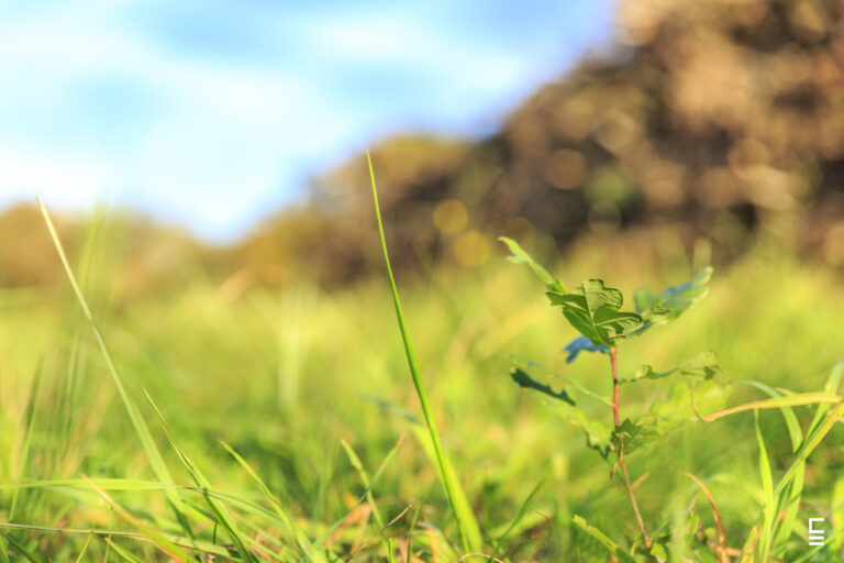 Lire la suite à propos de l’article Bois et forêt : un secteur d’avenir